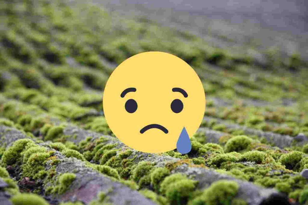 Homemade moss killer for roofs: 2 Methods Of Removing Moss
