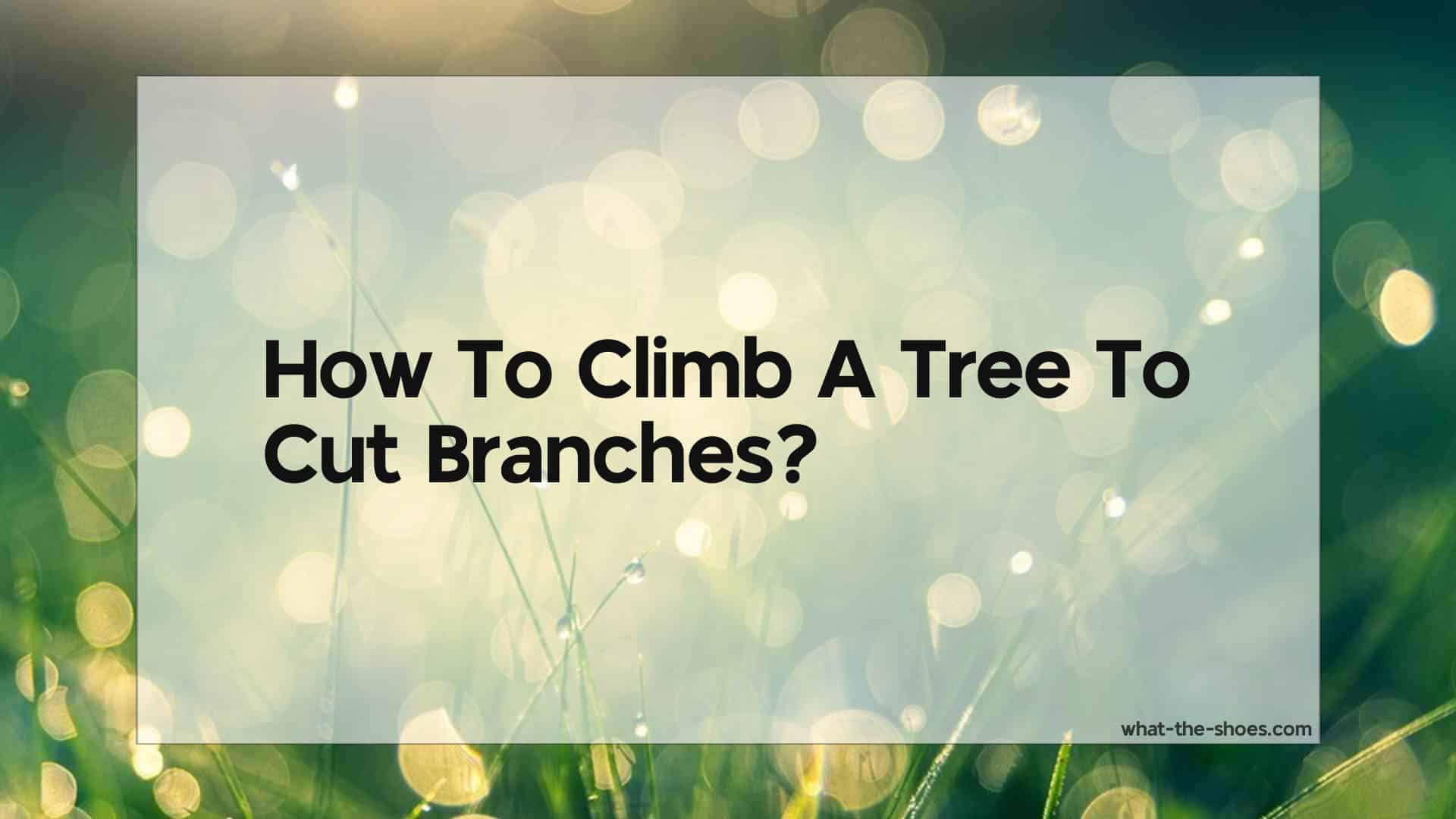 How To Climb A Tree To Cut Branches? The Ultimate Guide